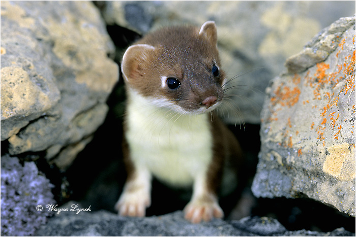 Short-tailed Weasel 101 by Dr. Wayne Lynch &copy;